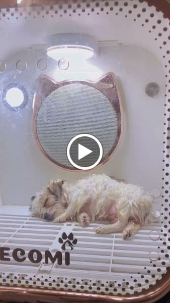 Hình ảnh Thú Y Puppy Pet - 3