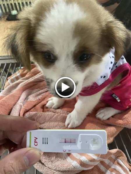 Hình ảnh Phòng Khám Thú Cưng Fido Pet - 3