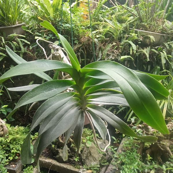 Hình ảnh Phở bò sốt vang - 4