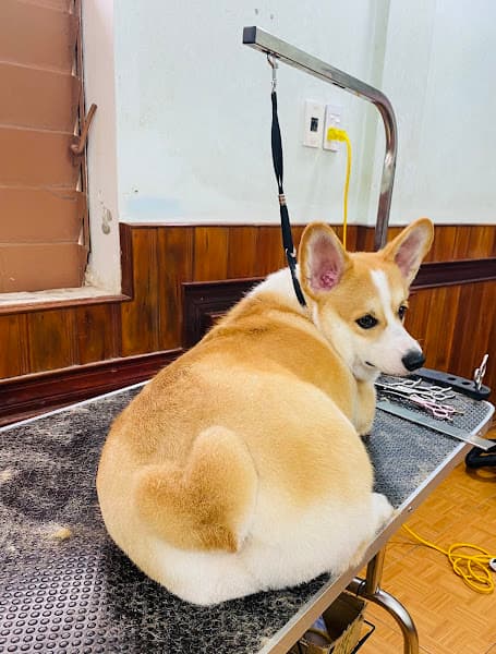 Hình ảnh PHÒNG KHÁM THÚ Y ĐÔNG HÀ CITY PET QUẢNG TRỊ - 4