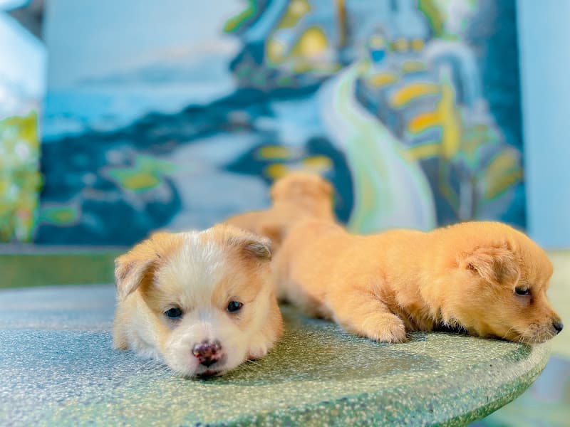 Ảnh bìa Quán điểm tâm cà phê cô hai