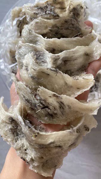 Yến Sào Yến Nhỏ