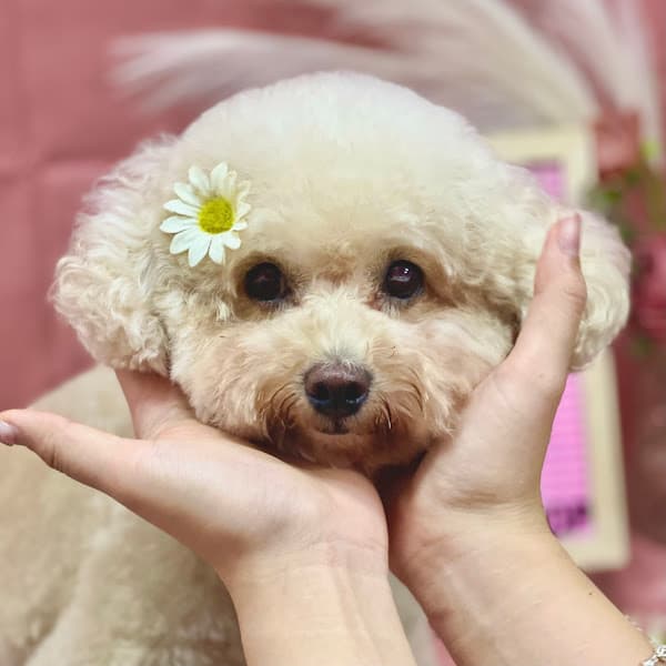 Hình ảnh Smile Pet Shop 2 - 3