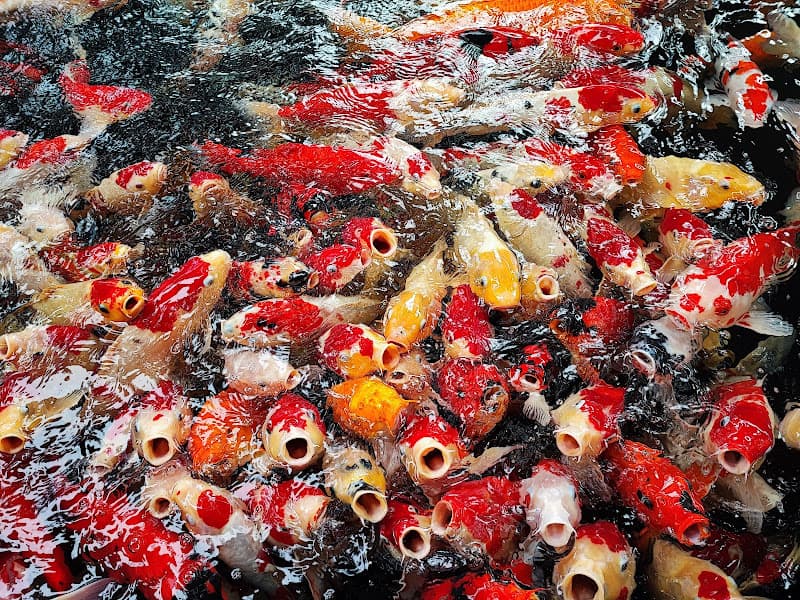 Hình ảnh Cafe Tenis paradise - 3