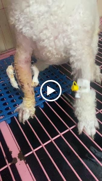 Hình ảnh Bệnh viện thú y VPET - 7