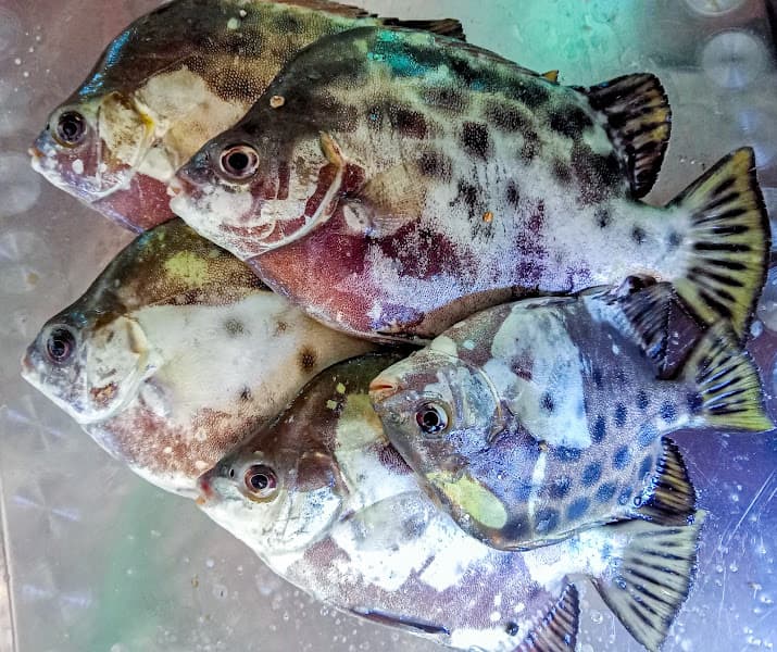 Hình ảnh Gia Phạm Food - Tiệc Cưới & Tiệc Tại Gia - 2