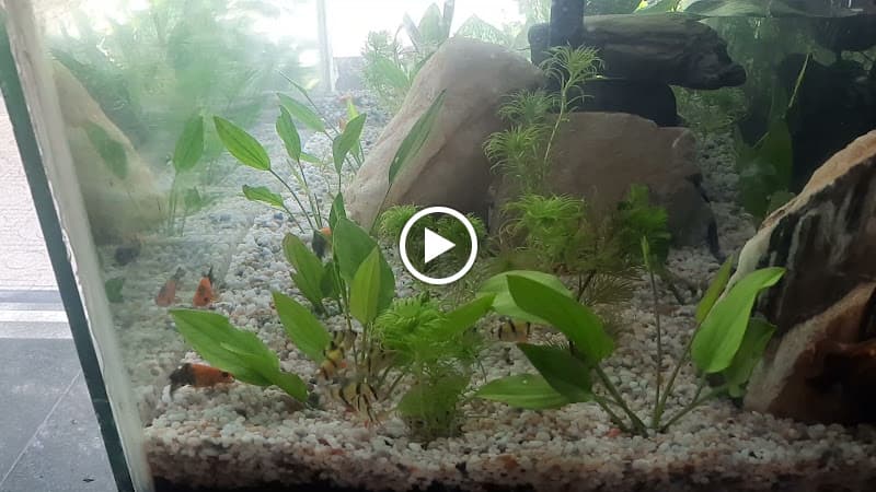 Hình ảnh Muối cà phê - 5