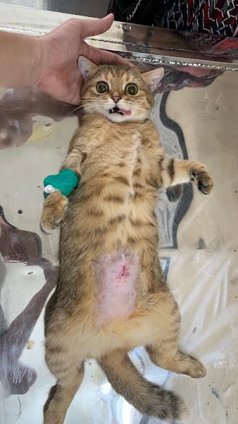 Hình ảnh phòng khám thú y Thanh Hưng - Long Xuyên - 4