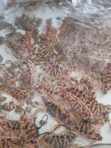 Hình ảnh Nhà hàng hải sản Phố Biển - 2