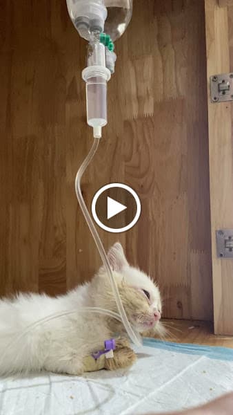 Hình ảnh Phòng Khám Thú Y Babu Pet - 2