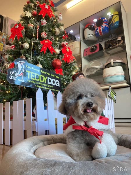 Hình ảnh TEDDYPET LONG XUYÊN - 2