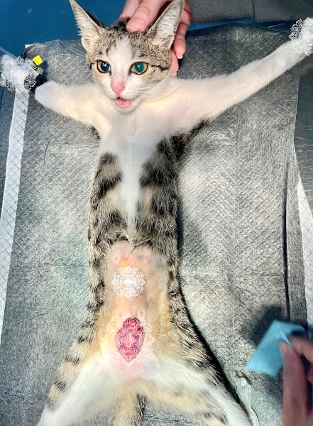 Hình ảnh Phòng Khám Thú Y MIN PET - 5