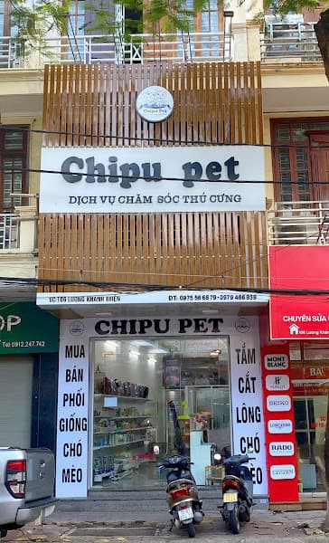 Hình ảnh Chipu Pet - Dịch vụ chăm sóc thú cưng Hải Phòng - 4