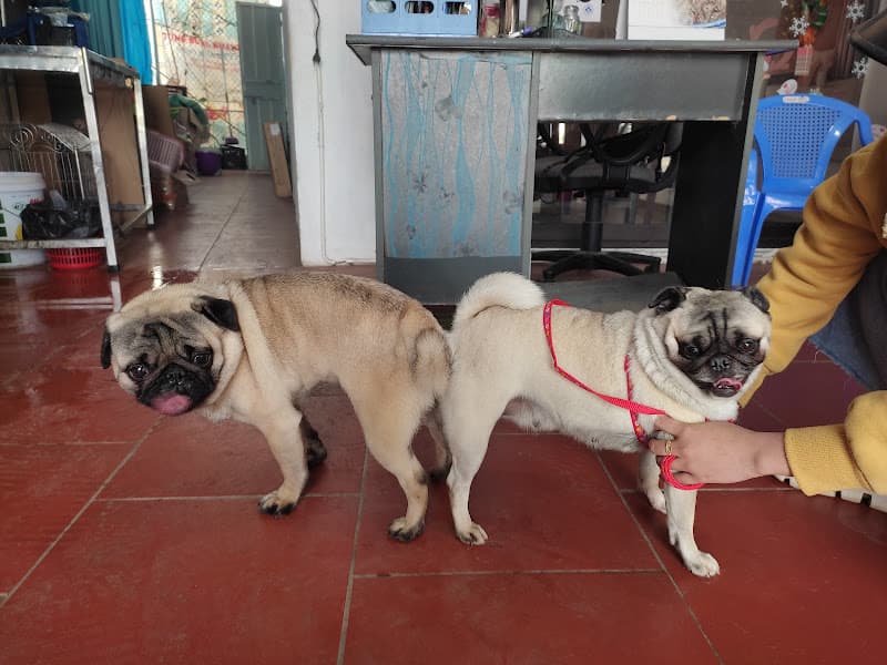 Hình ảnh Phòng Khám Thú Y THÁI HÀ - THÁI BÌNH - 5