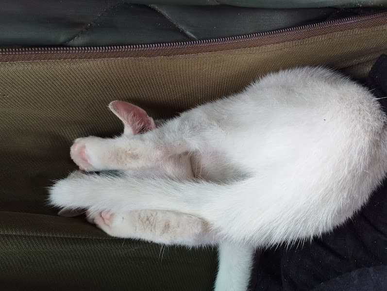 Hình ảnh Phòng mạch thú y Sơn Trinh - 5