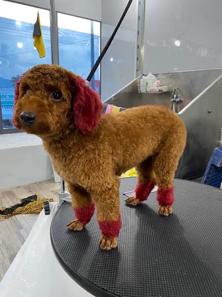 Hình ảnh Spa Chăm Sóc Chó Mèo TiNy Pet House - 3