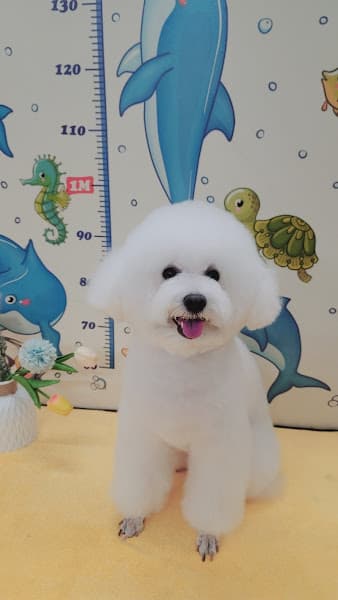 Hình ảnh Lildan Pet - Dịch Vụ Thú Cưng Chuẩn 5 Sao - 3