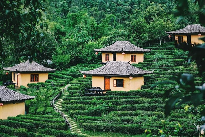 Ảnh bìa Tea Homestay