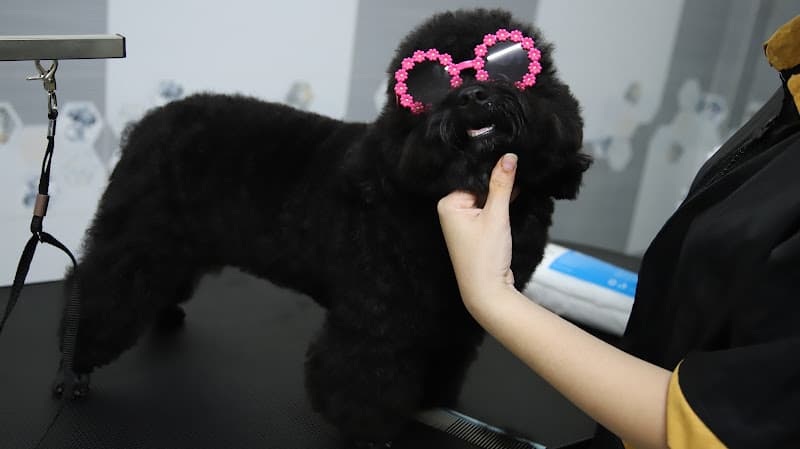 Ảnh bìa BAO BAO PET CẦN THƠ