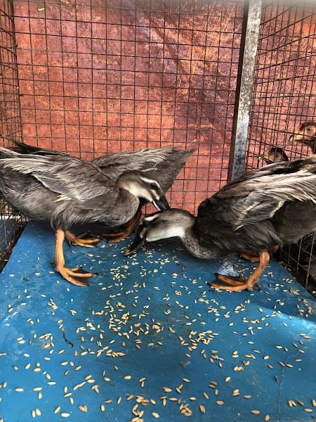 Hình ảnh Nhà hàng Hương Tràm - 6