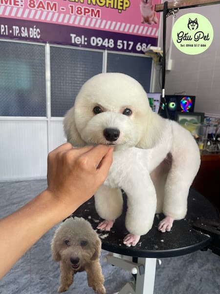 Hình ảnh Tiệm làm đẹp:PET CƯNG spa cắt tỉa làm đẹp thú cưng - 3