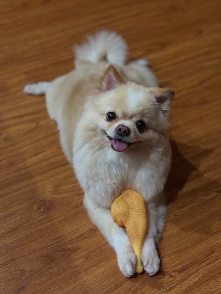 Hình ảnh Pet Island- Pet-Spa-Grooming-thú cưng - 4