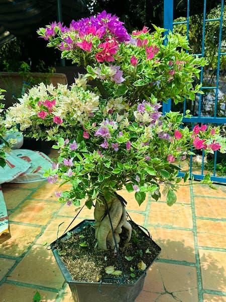 Hình ảnh Yến Sào Thuận Thông - 2