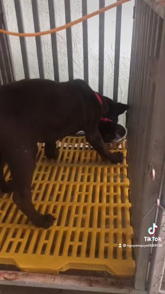 Bệnh Viện Thú Y ThanhHoaPet