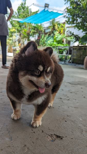 Hình ảnh KaKa - The Pets Spa & Hotel - 3