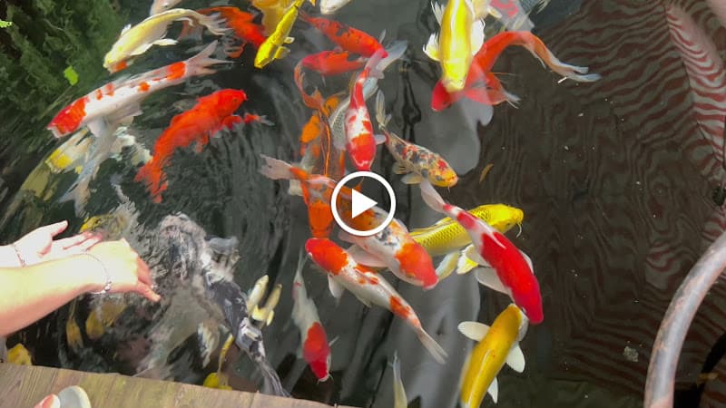 Hình ảnh LY • BANH Garden Caphe - 3