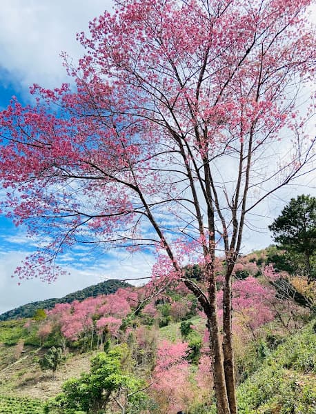 Mộng Đào Nguyên