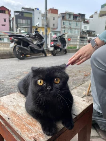 Hình ảnh Pupu Pet Spa & Hotel - 4