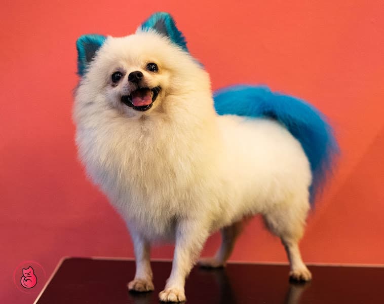 Hình ảnh Peaky Pet Shop - Shop Thú Cưng Hải Phòng - 10