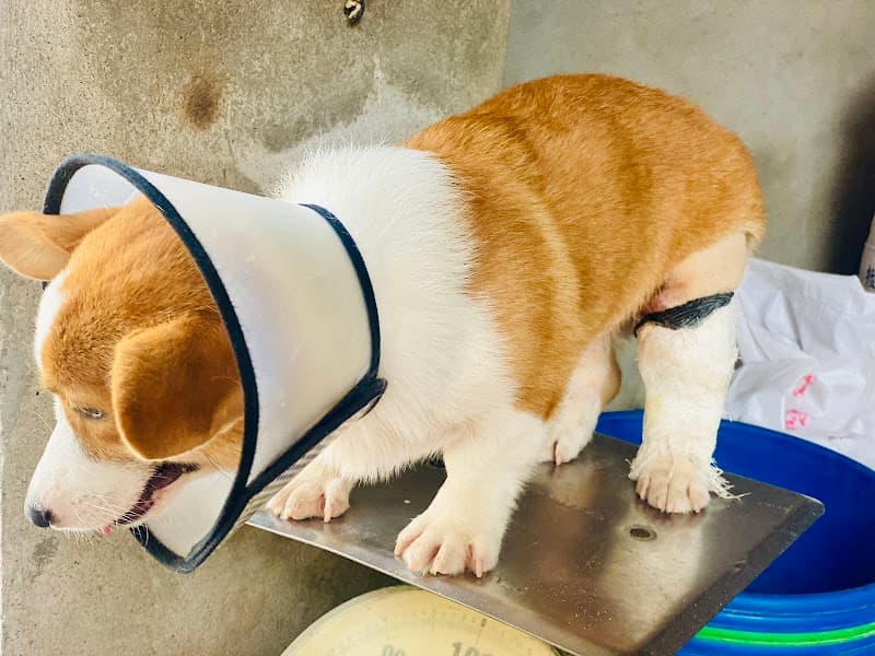 Hình ảnh Phòng Thú Y T - Pet Yên Phong - 3