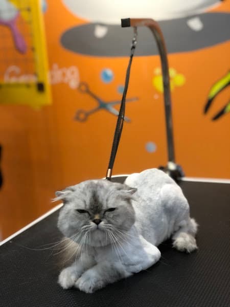 Hình ảnh Cheese Room - Tiệm chăm sóc thú cưng - 3