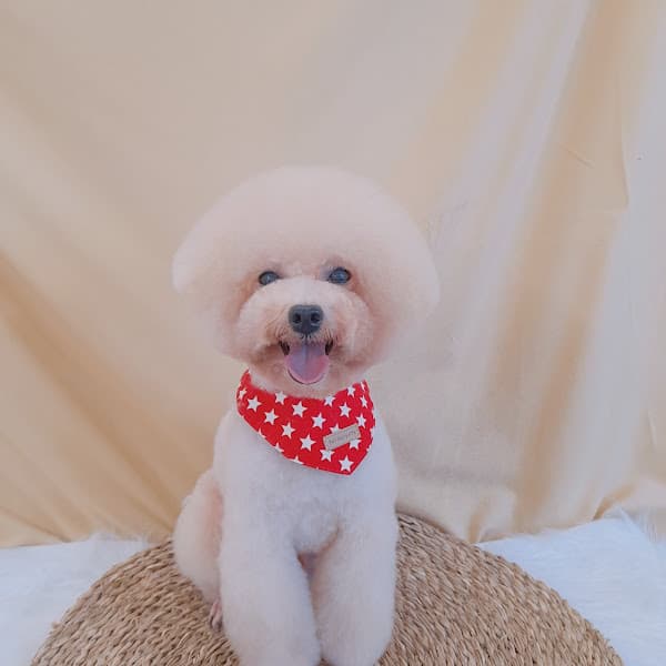 Hình ảnh NaPet - 3