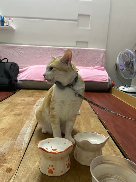 Hình ảnh Phòng Khám Thú Y Duy Ái - 2