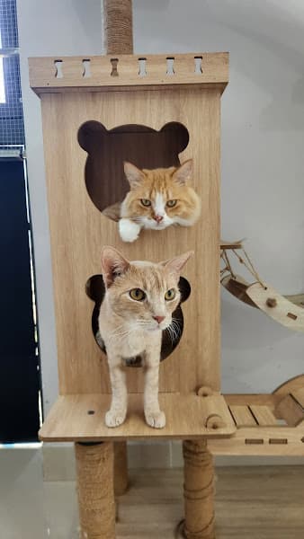 Hình ảnh Woof N' Whiskers Pet shop - Pet Kennel-free boarding & Spa - 6