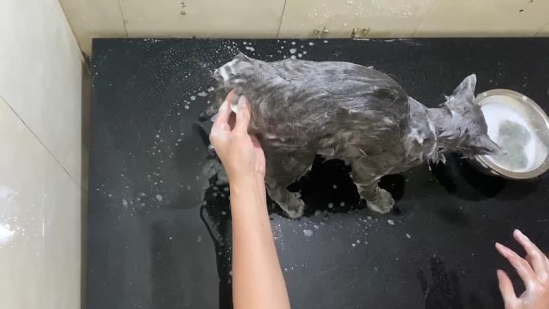 Hình ảnh Bệnh viện thú y PetHealth Bắc Ninh - 3