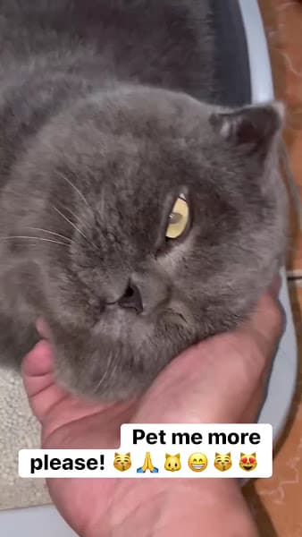 Hình ảnh Little Petzone cơ sở 1 - 7