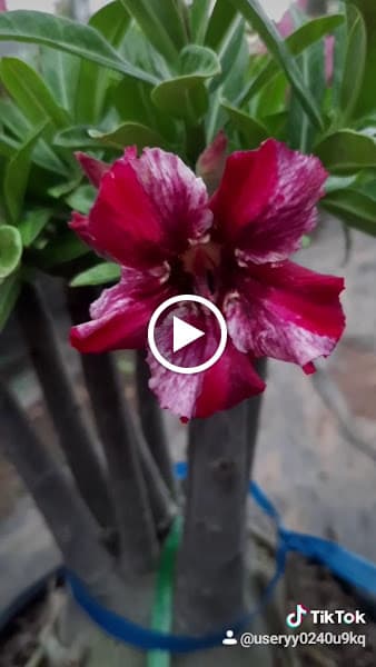 Hình ảnh Vườn Hồng Thanh Trà - 8