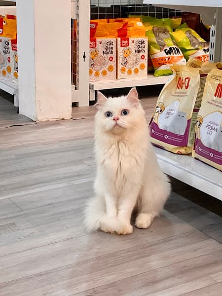 Hình ảnh Gấu Béo - Siêu Thị Thú Cưng - 6