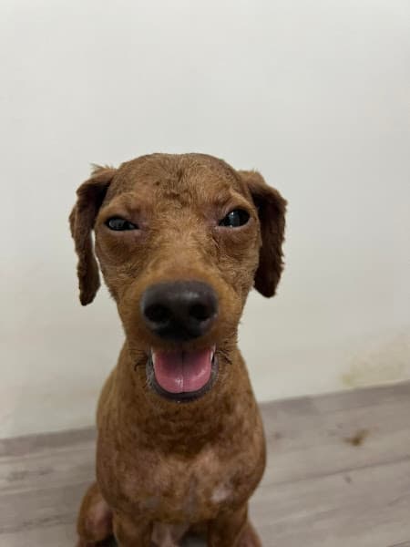 Hình ảnh Cami pet - Spa & Pet shop - 4