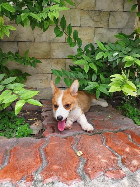 Trại chó An Khang - AK Kennel