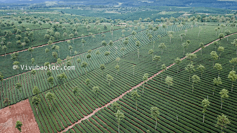 Hình ảnh COFFEE ĐÔI DÉP QUẢNG TRƯỜNG - 6