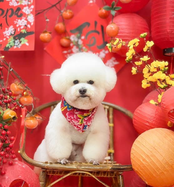 Hình ảnh Phú Spa - Cắt tỉa Cạo lông Grooming Tạo Kiểu Chó Mèo Tại Đà Nẵng - 5