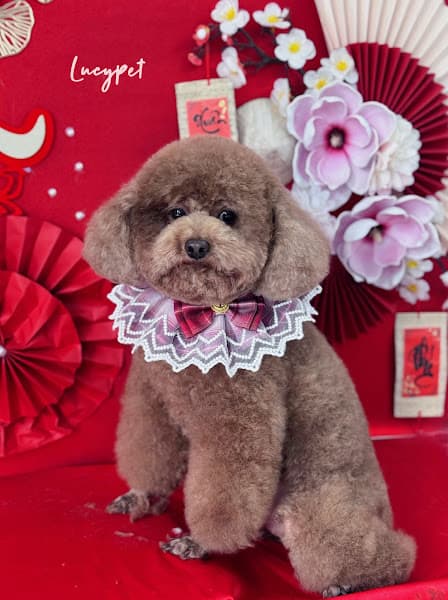 LUCYPET - Petshop & Dịch vụ thú y Thái Nguyên