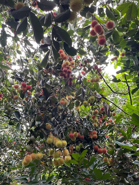 Ảnh bìa DLST Vườn Trái Cây Tư Hiền