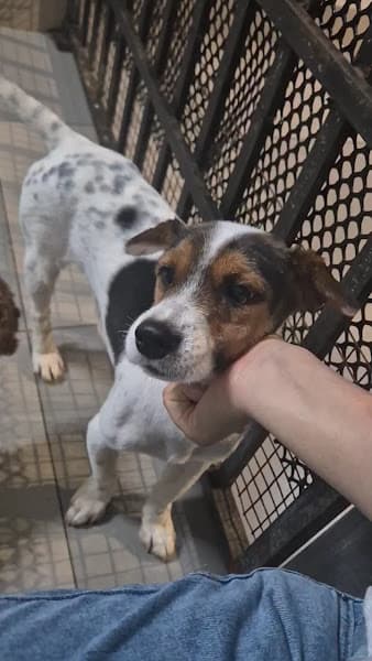 Hình ảnh Tiệm thú cưng Chupi Pet - 2