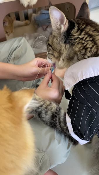 Hình ảnh Vườn Mèo - Tiệm Mèo Ở Quê - 5